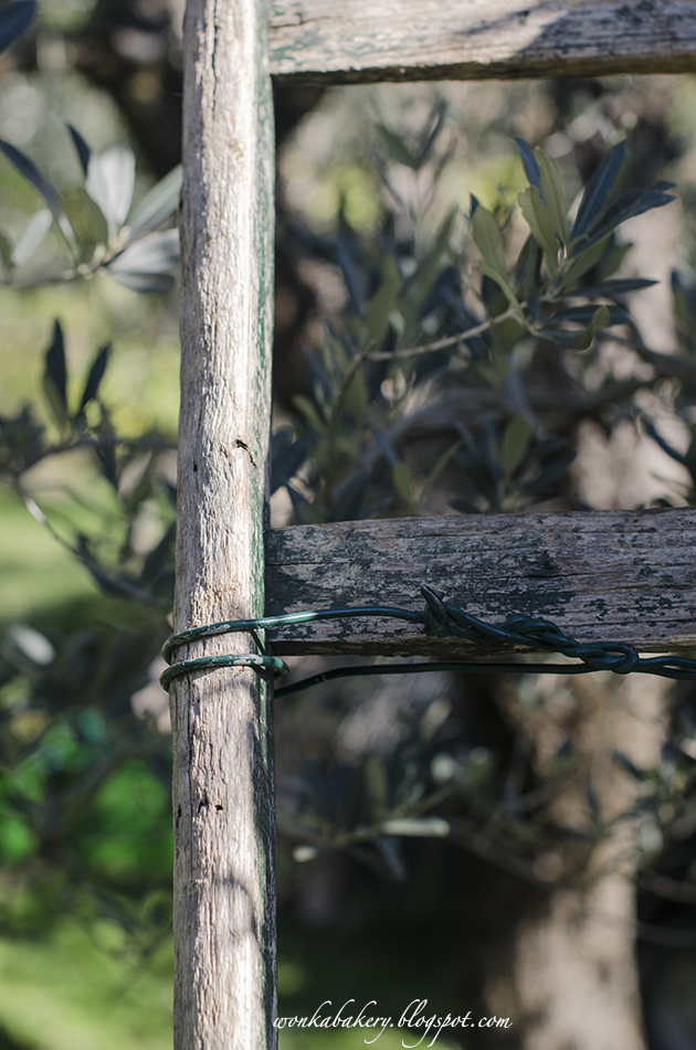 #wonkagoest to .... olives harvesting season - la stagione del raccolto delle olive 