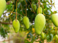  Gampang, Lakukan Cara Ini Agar Pohon Mangga Tumbuh Subur dan Berbuah Lebat!