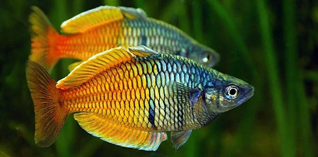 Gambar Ikan Rainbow Fish - Budidaya Ikan