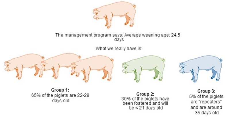 нормы кормления поросят от 1 до 6 месяцев таблица. датский дюрок порода поросят. состав комбикорма для поросят 2 месяца. техника отъема поросят. нормы содержания поросят.