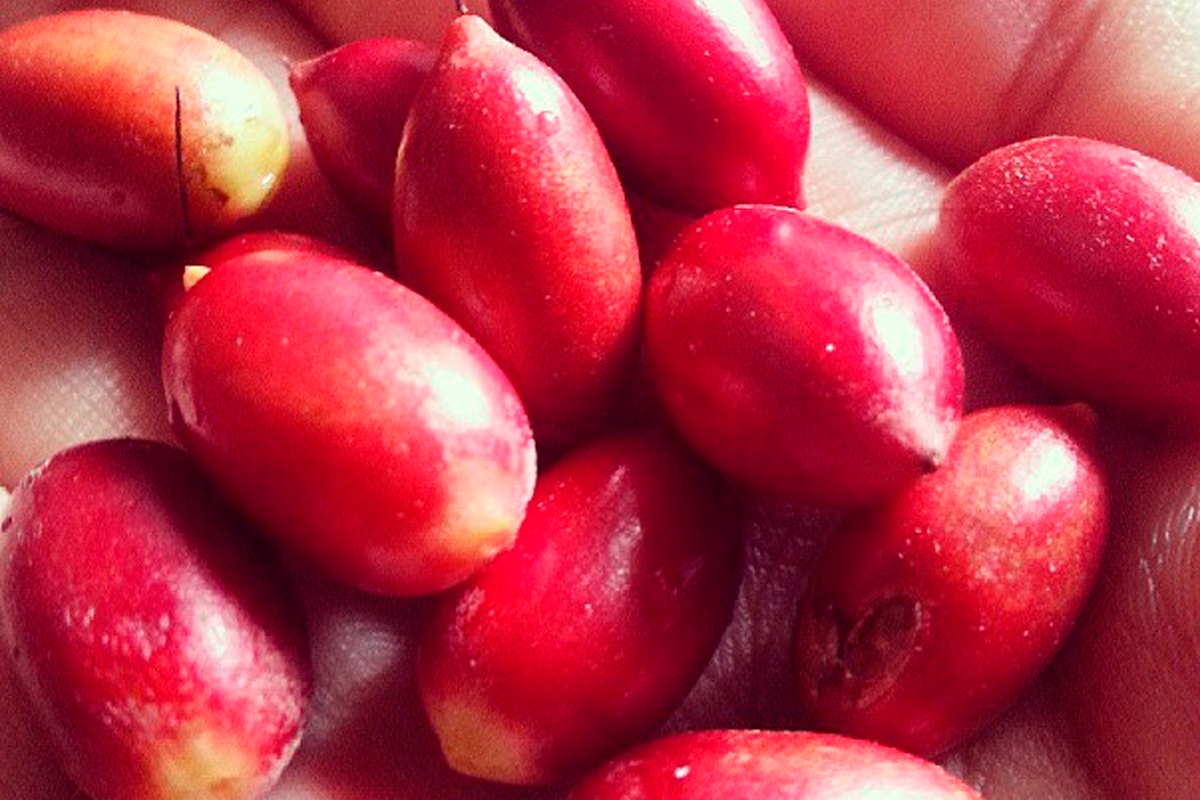 Probando la Fruta Milagrosa Ledidi que te hace sentir dulce al comer