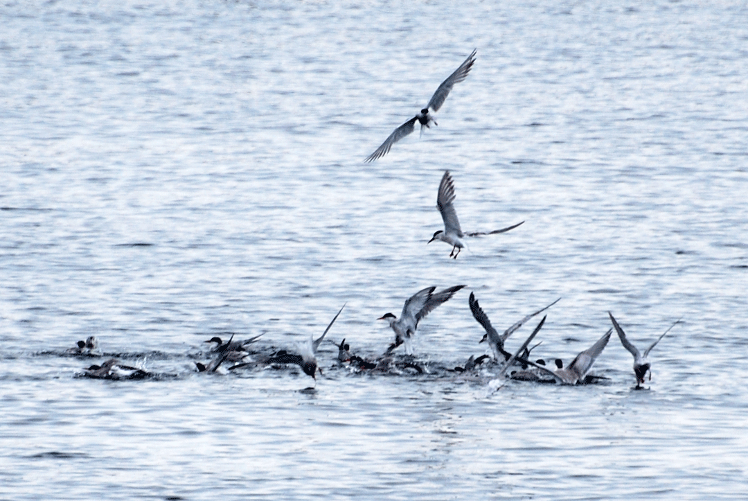 A Flurry of Feathers A Visit to Plum Island by the Eastern Long Island