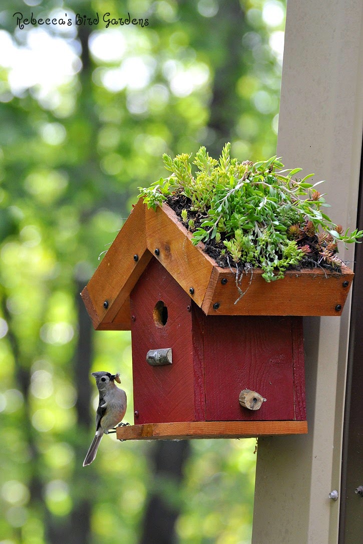 Rebecca's Bird Gardens Blog DIY Living Roof Birdhouse