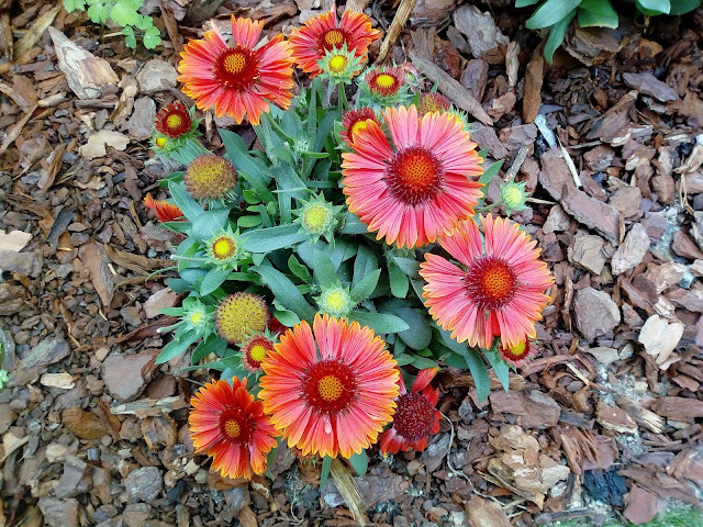 Gallardia (Gaillardia aristata Pursh.).