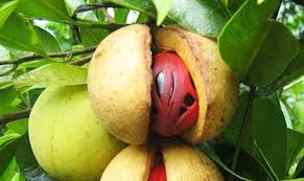 Khasiat Manfaat Buah Pala Untuk Kesehatan Insomnia Dan Mengatasi Kulit Wajah Berjerawat Khasiat Manfaat Buah Pala Untuk Kesehatan Insomnia Dan Mengatasi Kulit Wajah Berjerawat