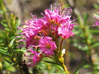 wildflower wednesday