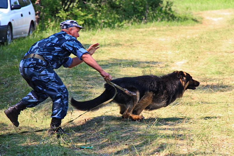 кинологическая служба мвд россии. кинолог с собакой. кинолог охотничье направление. кинолог без собаки. кинолог со служебной собакой.