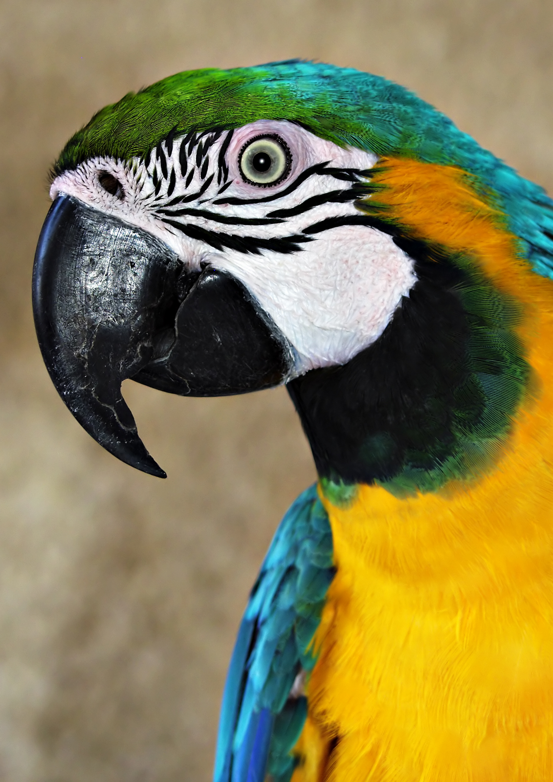 Science Animals with Beak