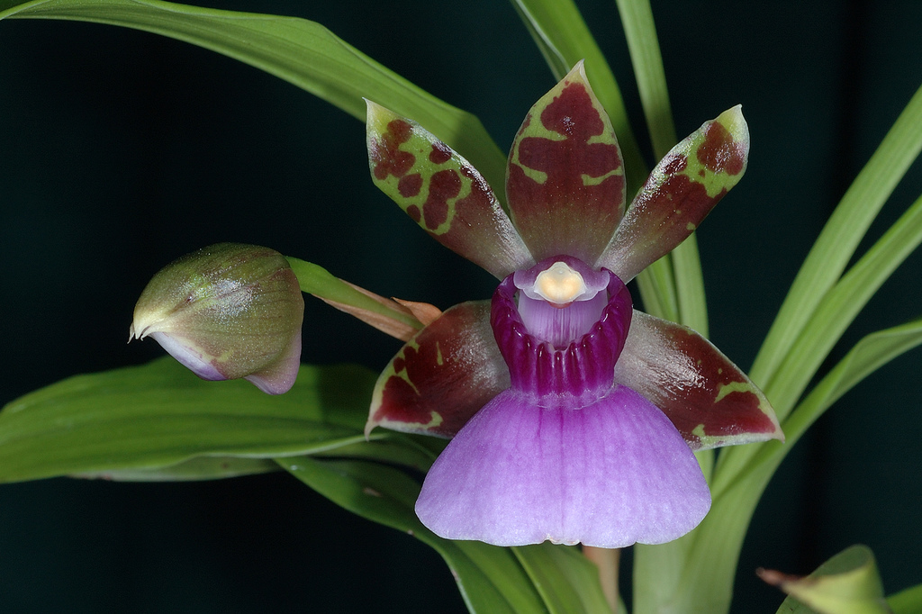 Conheça as 8 orquídeas brasileiras em risco de extinção ~ Áreas Verdes das  Cidades - Guia de Parques