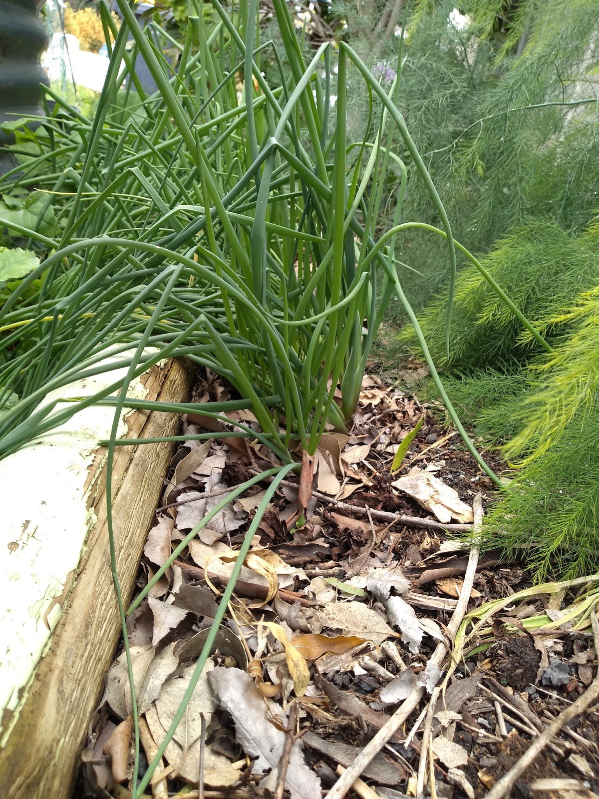 Mudflower Onion chives the smallest edible onion