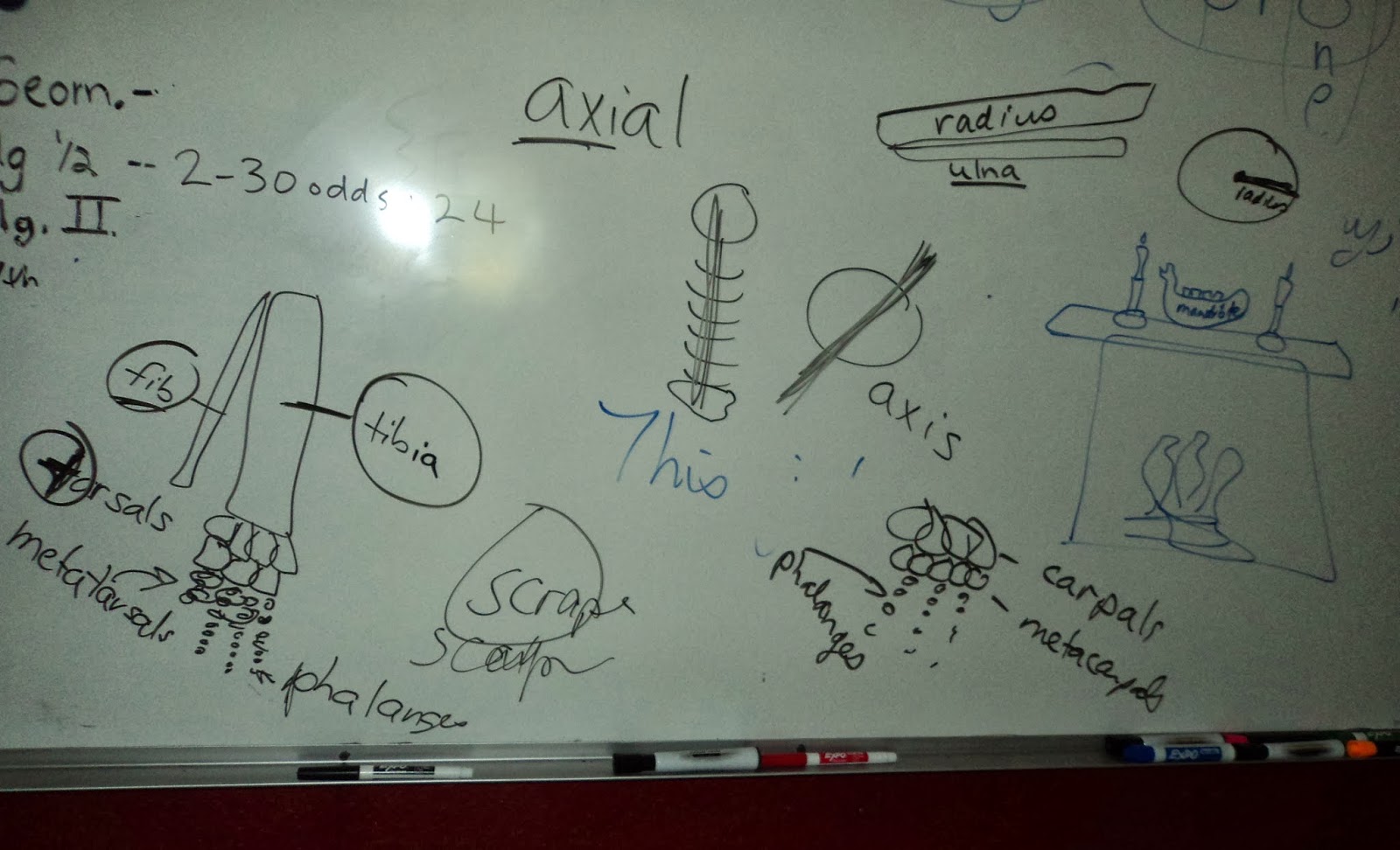 the Plain Professors: Tarsals, Metatarsals, and Phalanges