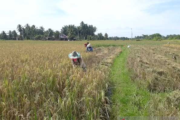 Petani di Kota Pariaman terpaksa mempercepat jadwal panen padi