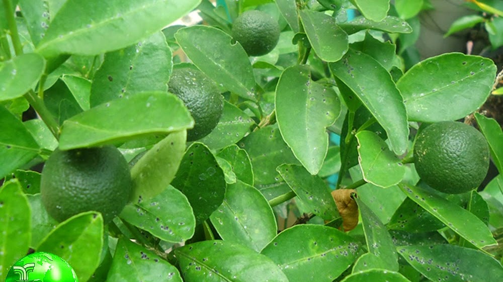 Jeruk Nipis - Citrus Aurantifolia
