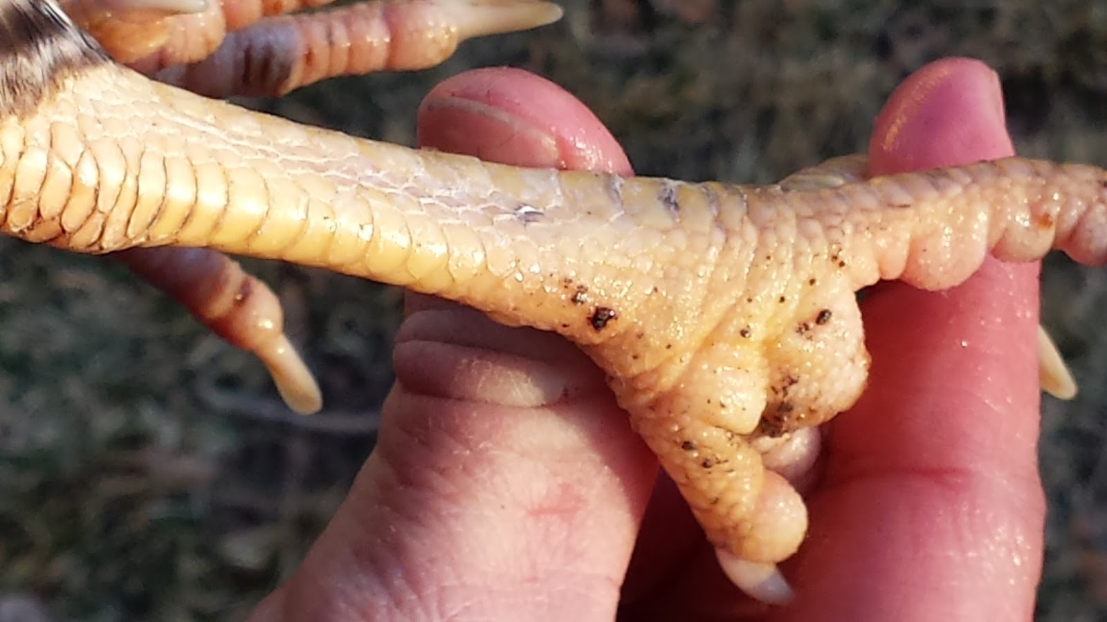 COHorts Determining Your Hen’s Productivity