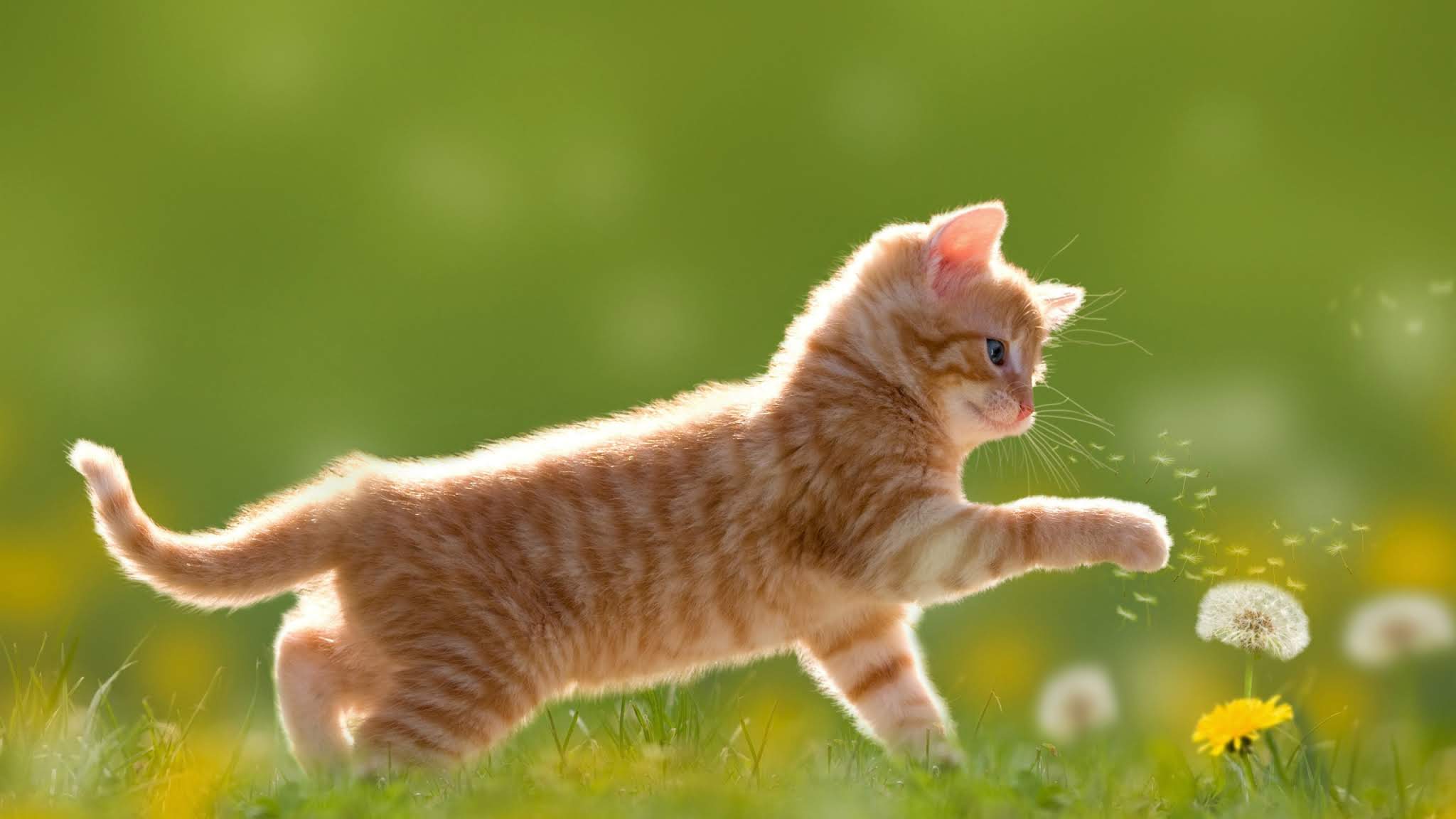 Wallpaper Kitten, Orange, Cute, Fluffy Cat