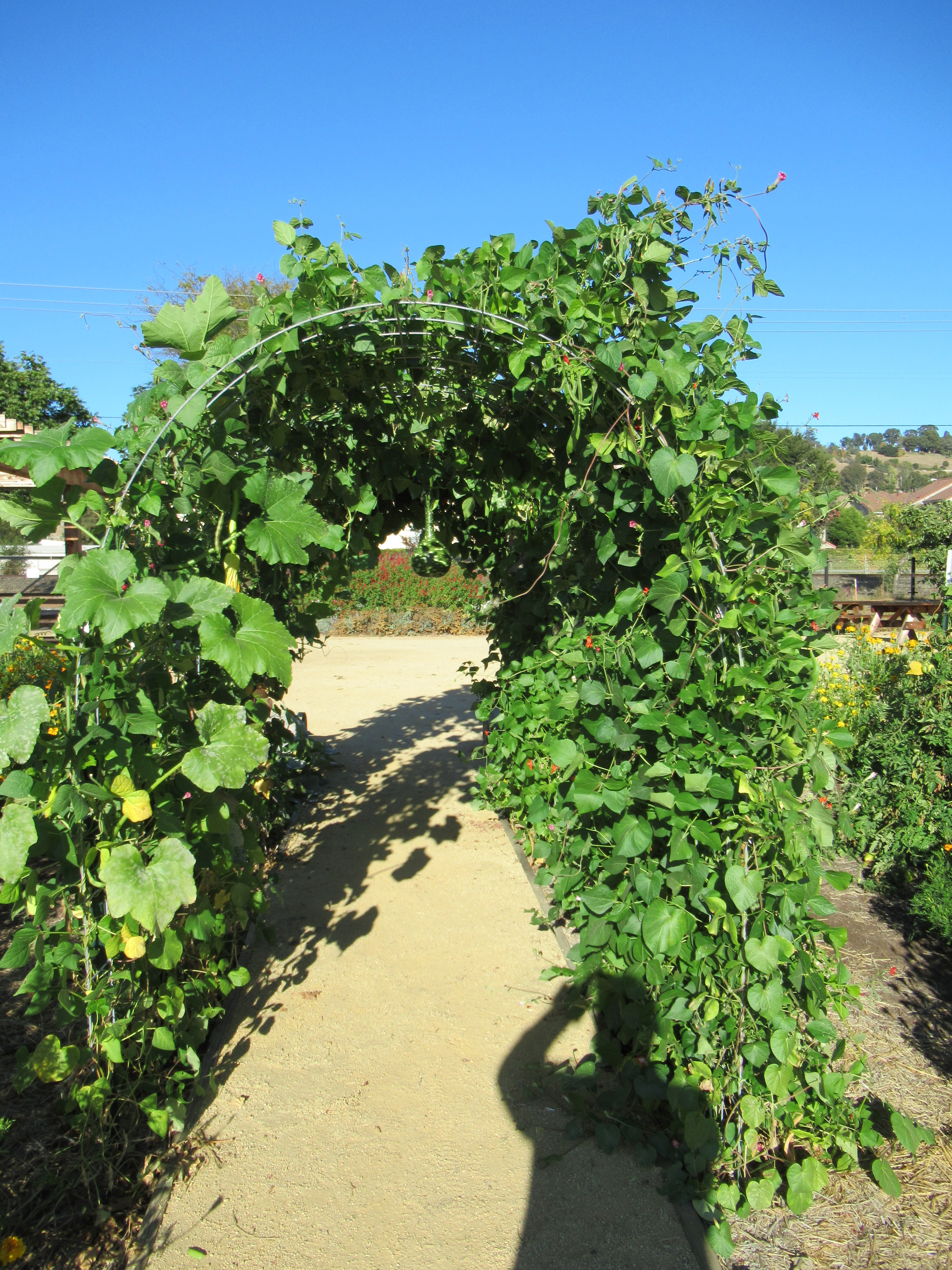 rent garden space on Adventures In Weseland Hayward Community Garden
