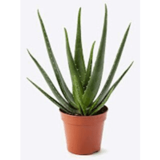 Aloe vera plant