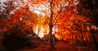 Fall Colors