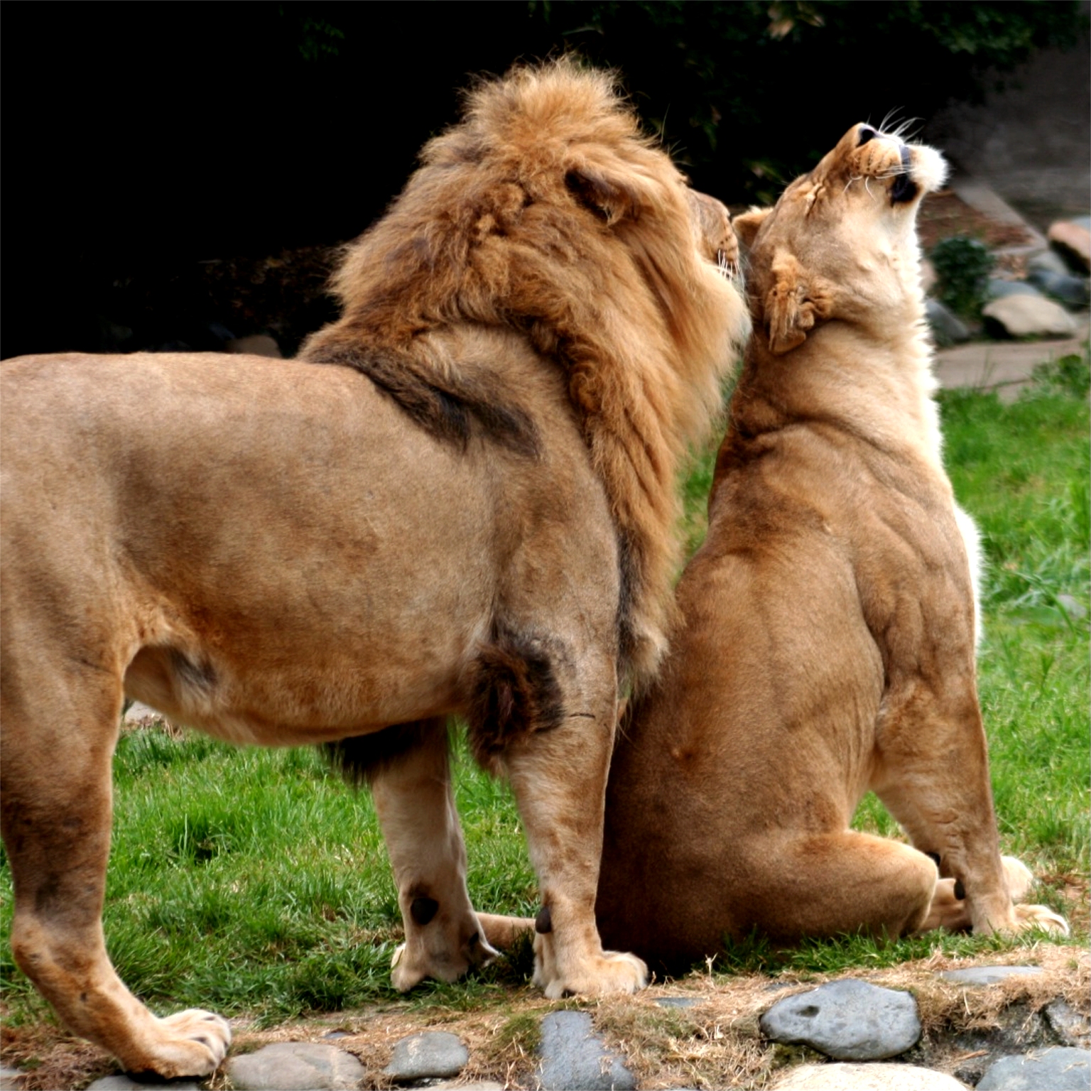 Как понравиться льву. Лев и львица. Львы любовь. Львица обиделать на Льва. Лев и львица любовь.