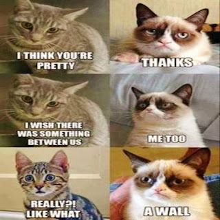Image result for grumpy cat memes