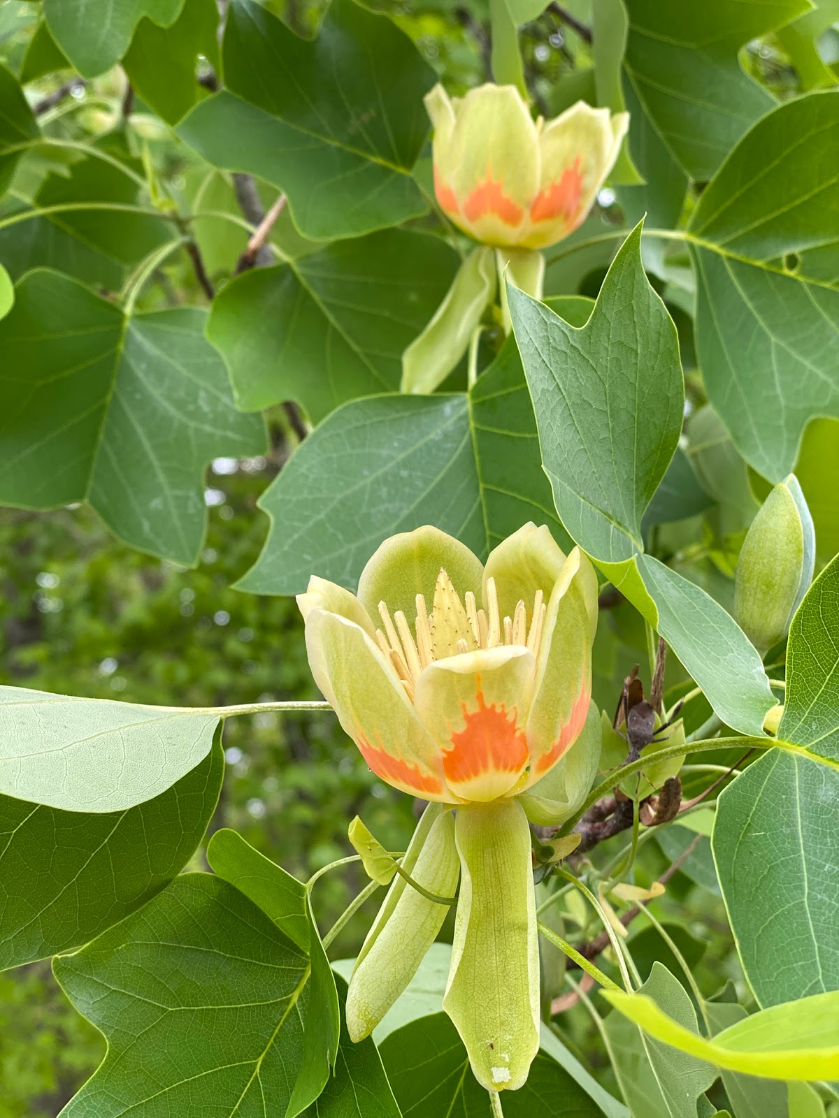 Quilted Blooms In Bloom 6 + Tulip Poplar Blooms