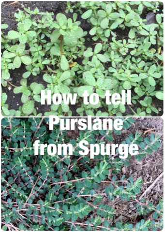 purslane spurge identification plant poisonous edible identifying wild look identify eating portulaca plants weed avoid weeds herbs lawn foraging foraged