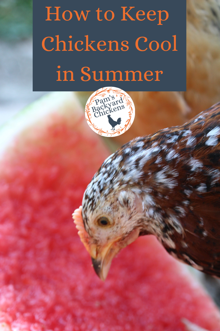Pam's Backyard Chickens How to Keep Chickens Cool in Summer