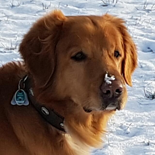 Bilder Zu Der Schönste Hund Der Welt