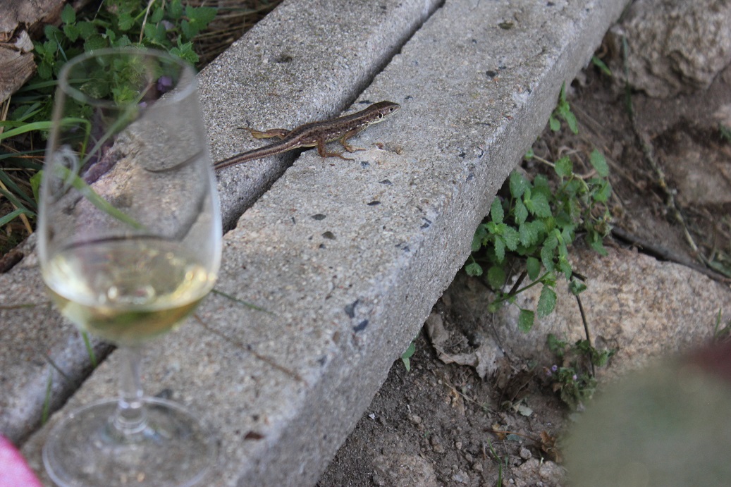 ještěrka a sklenice vína na vinici Šobes v Podyjí