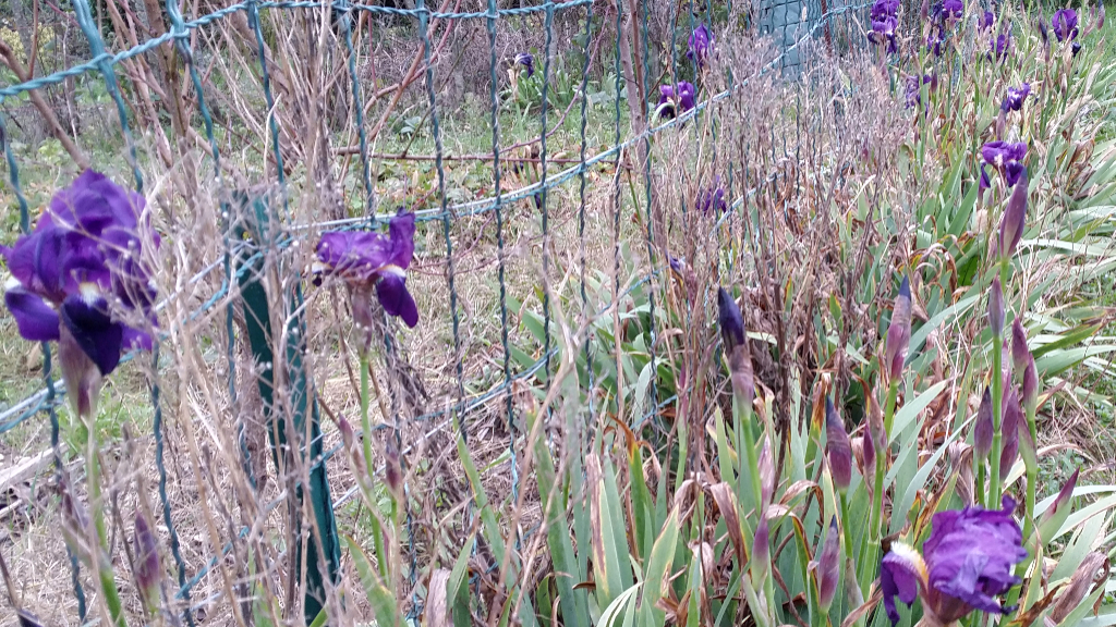 Flore & Botanique Iris des jardins