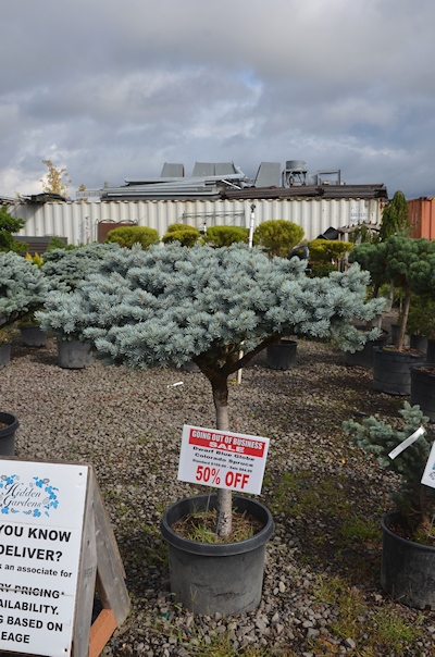 Hidden Gardens Nursery Going Out of Business Sale