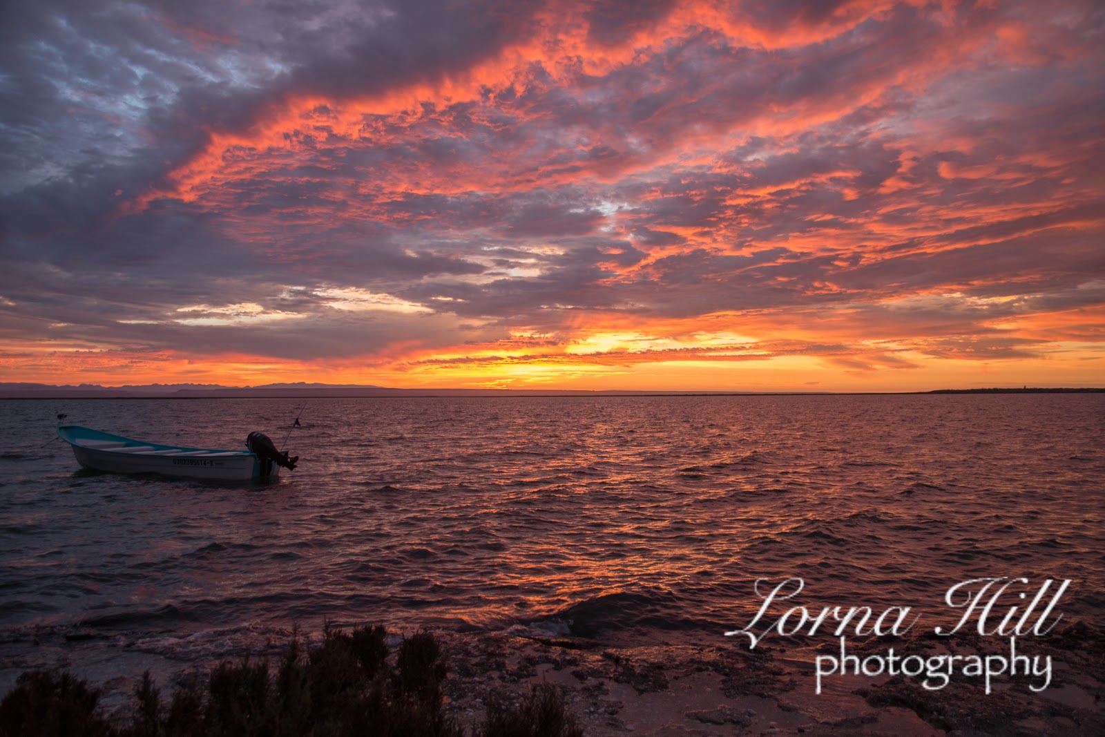 Gray Whales of San Ignacio Lagoon Guide Report San Ignacio Lagoon