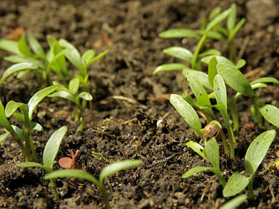 coriander%2Bseedlings.jpg