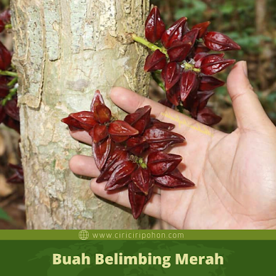 Ciri Ciri Buah Belimbing Merah