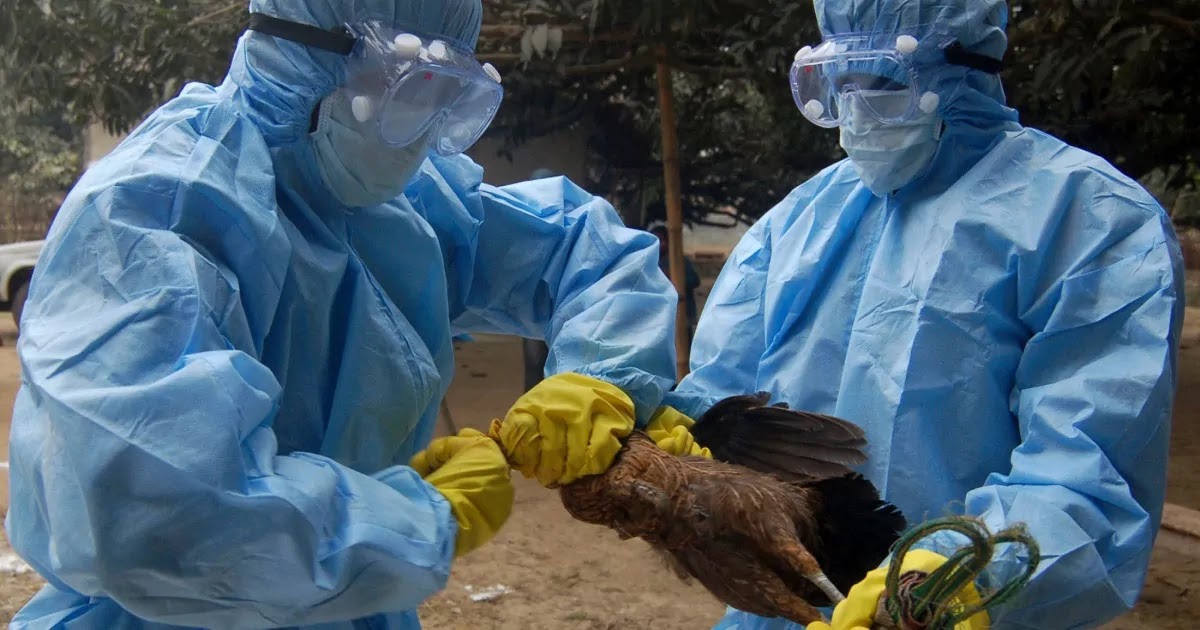 What is Bird Flu ? How Deadly is it ?