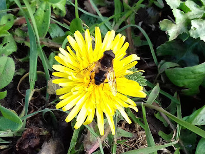 Bees On The Allotment