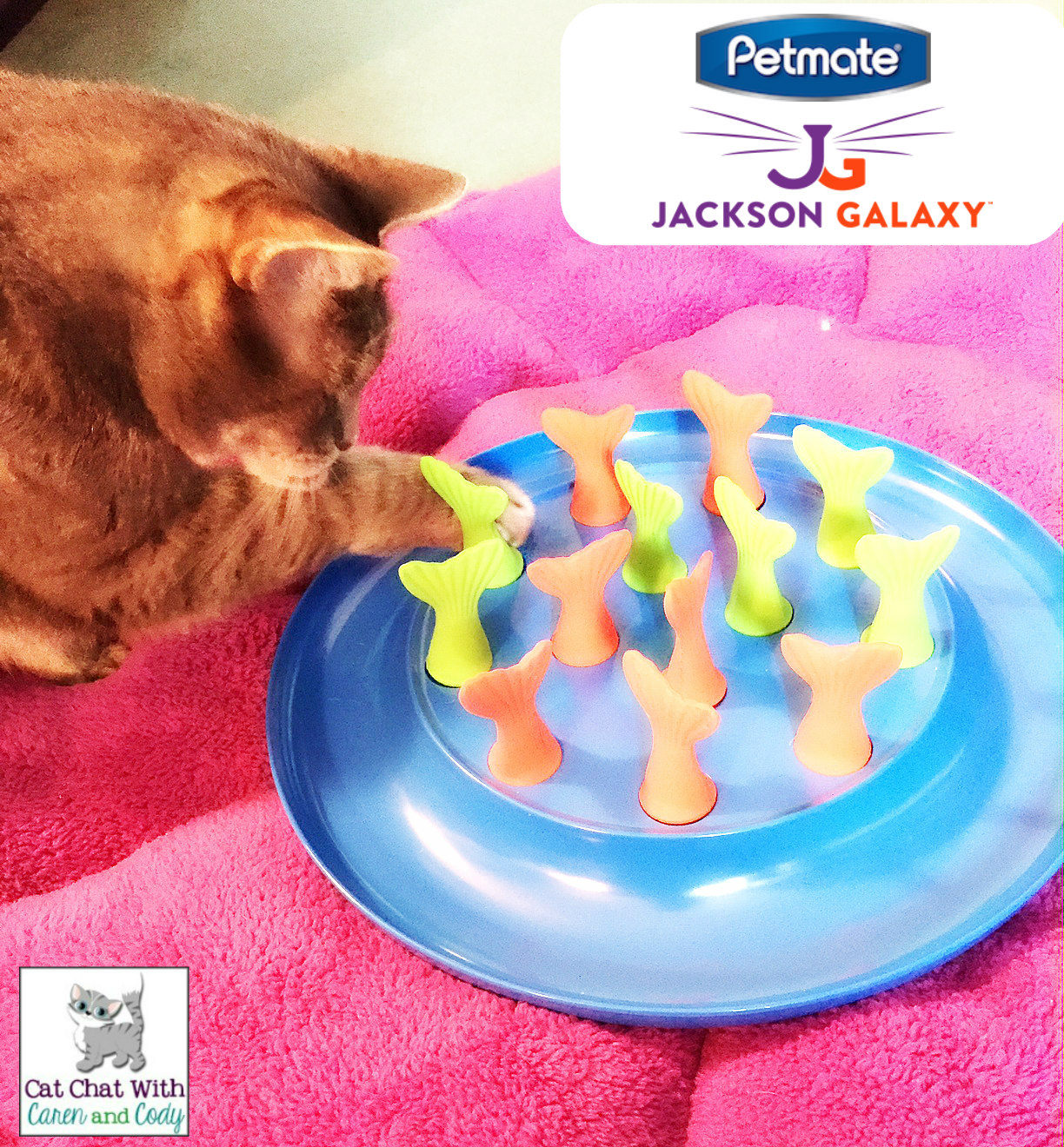 jackson galaxy go fish