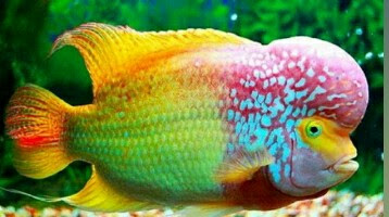 ikan louhan rainbow king