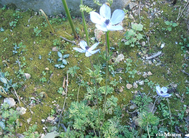 Flor de ANÉMONA Anemone coronaria 