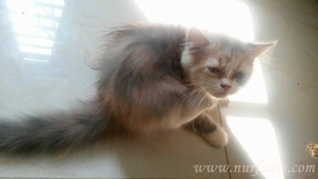 jual kucing mix persian