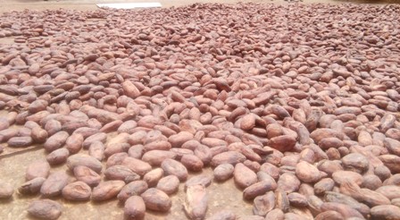 Granos de cacao en patio de secado.