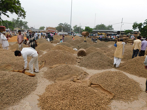 See two-way fluctuations in peanut crop apmc market price news agriculture in India groundnut market sales low agriculture in Guajrat peanut market price down