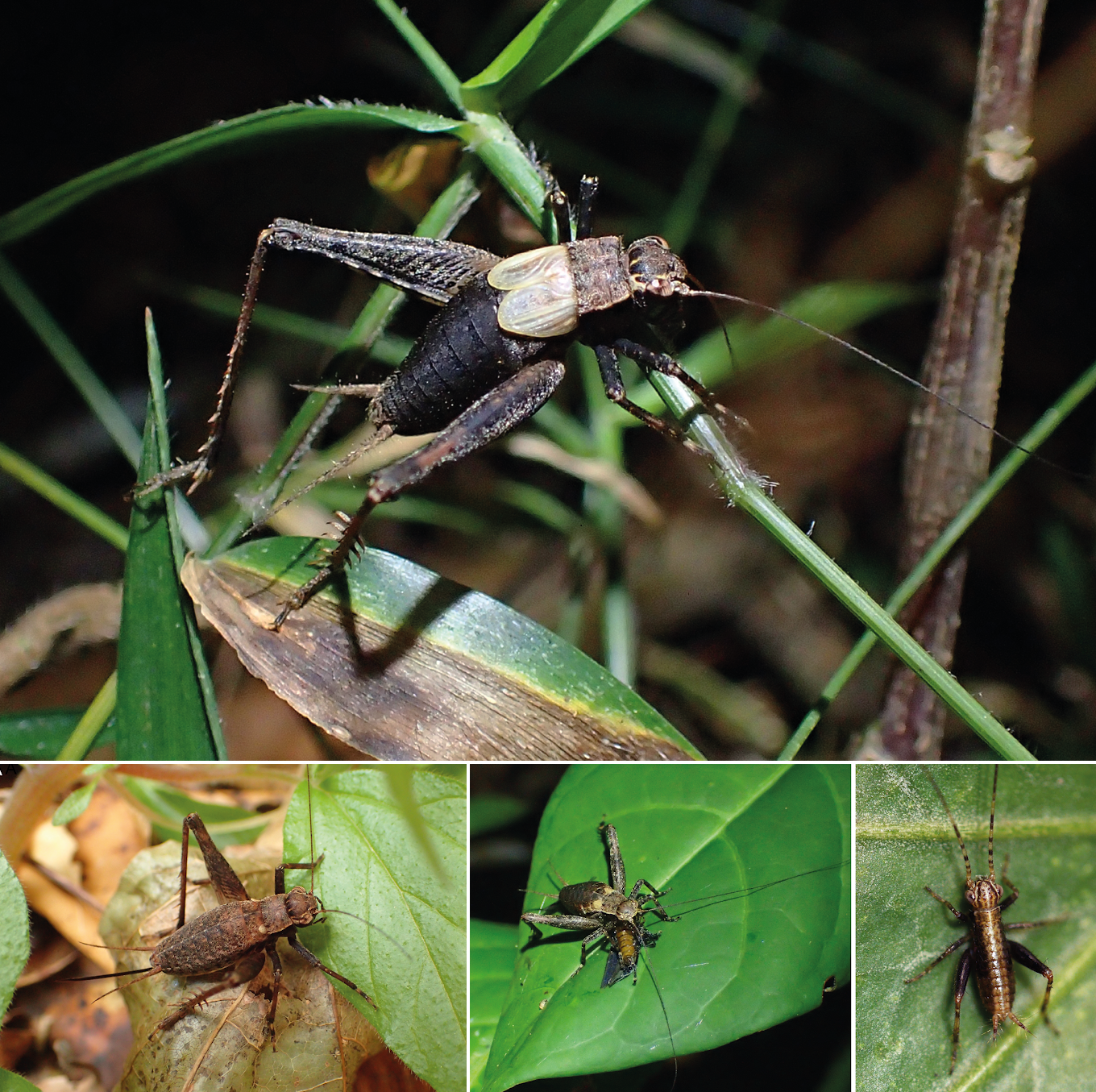 Species New to Science [Entomology • 2020] Pseudolebinthus lunipterus