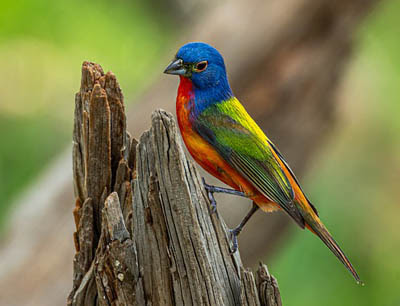 Photo of Painted Bunting on stump