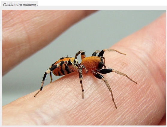 Arañas: Araña Castianeira