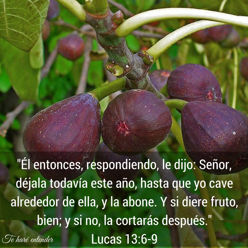 Te Haré Entender... UN ARBOL DE DOS COSECHAS