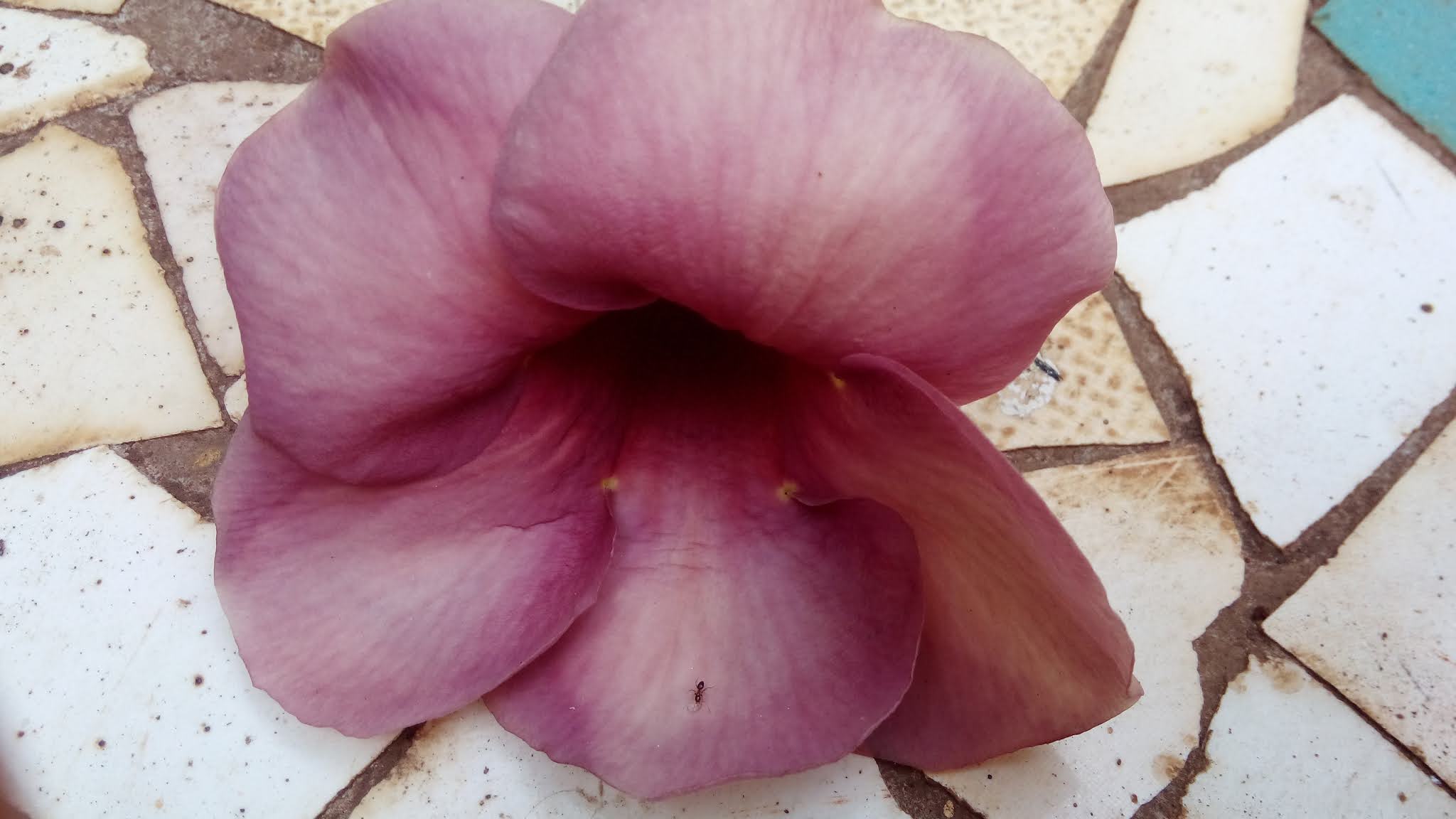 Garden Care Simplified symbolism of broken flower garlands and why you