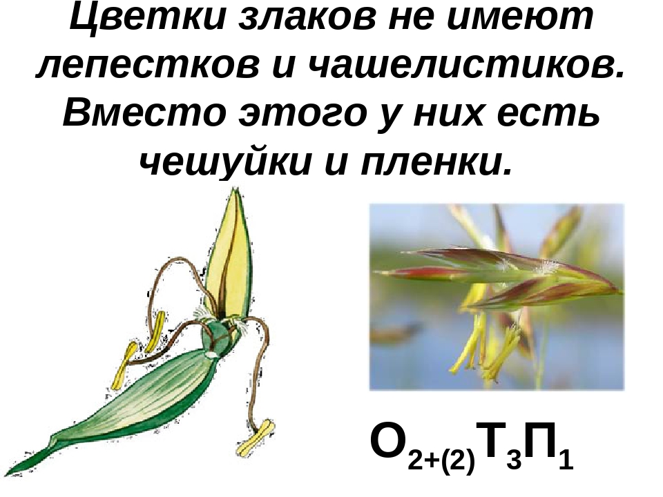 семейство злаковые формула цветка. семейство злаки представители. формула цветка злаковых мятликовых. формула злаковых растений. семейство злаковые формула цветка.