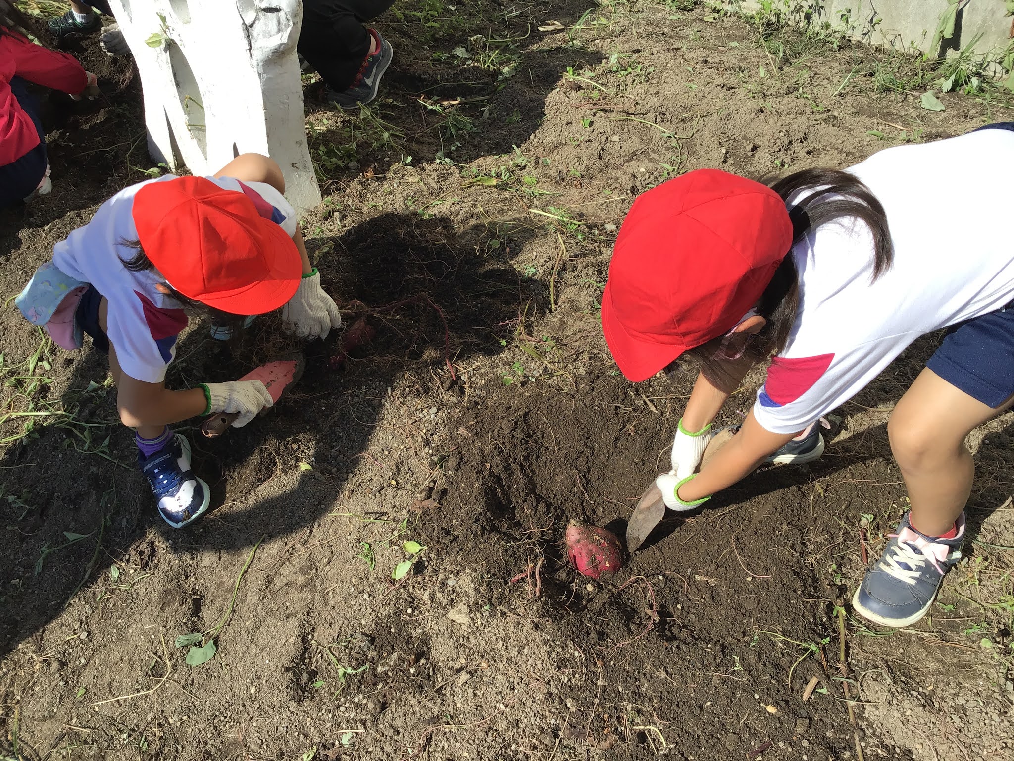 松阪市立第三小学校 秋の収穫 １年生さつまいも掘り