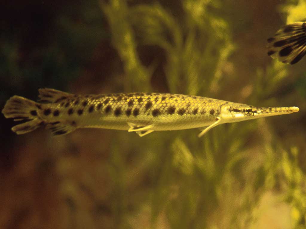 Lepisosteiformes Hakkında Bilgi